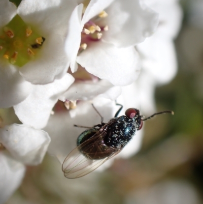 Melanina sp. (genus) (Lauxaniid fly) at Murrumbateman, NSW - 12 May 2023 by SimoneC