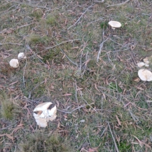 Austrocortinarius australiensis at Northangera, NSW - 10 May 2023