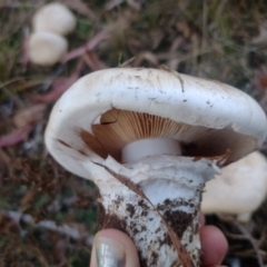 Austrocortinarius australiensis at Northangera, NSW - 10 May 2023