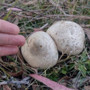 Austrocortinarius australiensis at Northangera, NSW - 10 May 2023