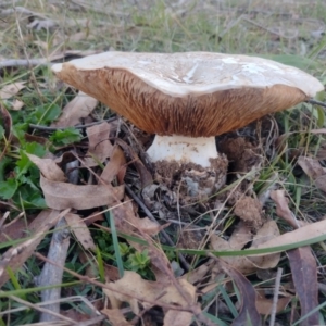 Austrocortinarius australiensis at Northangera, NSW - 10 May 2023