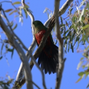 Alisterus scapularis at Watson, ACT - 12 May 2023