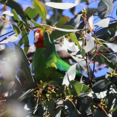 Lathamus discolor (Swift Parrot) at Watson, ACT - 11 May 2023 by RodDeb