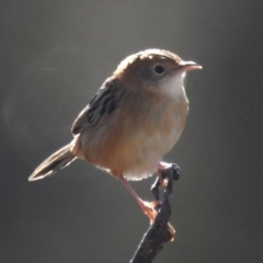 Cisticola exilis (Golden-headed Cisticola) at Namadgi National Park - 12 May 2023 by JohnBundock