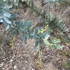 Acacia baileyana at Aranda, ACT - 13 May 2023