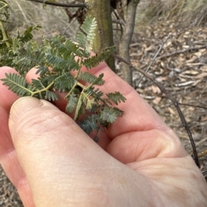 Acacia baileyana at Aranda, ACT - 13 May 2023 12:51 PM