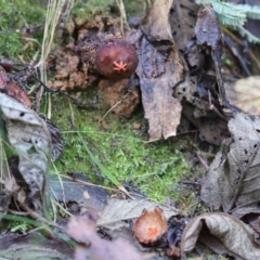 Calostoma fuscum (Common Prettymouth) at Paddys River, ACT - 12 May 2023 by cherylhodges