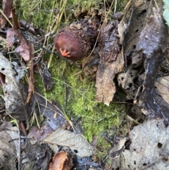 Calostoma fuscum at Paddys River, ACT - 12 May 2023 11:15 AM