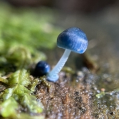 Mycena interrupta (Pixie's Parasol) at Tidbinbilla Nature Reserve - 12 May 2023 by cherylhodges