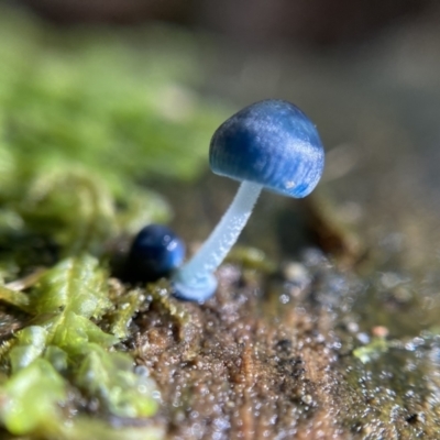 Mycena interrupta (Pixie's Parasol) at Tidbinbilla Nature Reserve - 12 May 2023 by cherylhodges