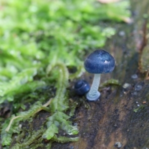 Mycena interrupta at Paddys River, ACT - 12 May 2023