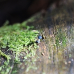 Mycena interrupta at Paddys River, ACT - 12 May 2023