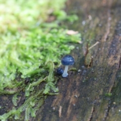 Mycena interrupta at Paddys River, ACT - 12 May 2023 12:28 PM