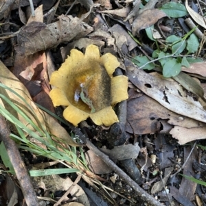 Scleroderma sp. at Paddys River, ACT - 12 May 2023