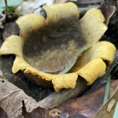 Scleroderma sp. at Paddys River, ACT - 12 May 2023