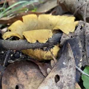 Scleroderma sp. at Paddys River, ACT - 12 May 2023