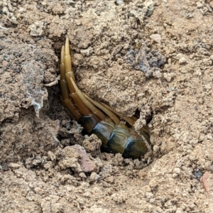 Ethmostigmus rubripes at Currawang, NSW - suppressed