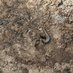 Ethmostigmus rubripes at Currawang, NSW - suppressed