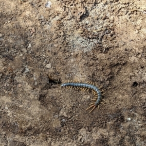 Ethmostigmus rubripes at Currawang, NSW - suppressed