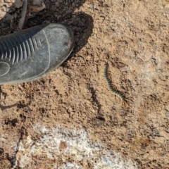 Ethmostigmus rubripes at Currawang, NSW - suppressed