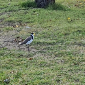 Vanellus miles at Phillip, ACT - 13 May 2023 01:38 PM