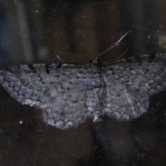 Psilosticha absorpta (Fine-waved Bark Moth) at Boro - 9 May 2023 by Paul4K