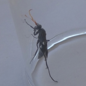 Fabriogenia sp. (genus) at Boro, NSW - suppressed