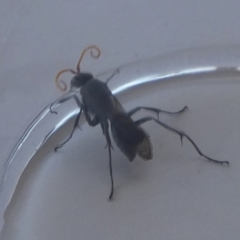 Fabriogenia sp. (genus) at Boro, NSW - suppressed