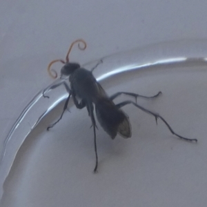 Fabriogenia sp. (genus) at Boro, NSW - suppressed