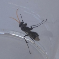 Fabriogenia sp. (genus) at Boro, NSW - suppressed