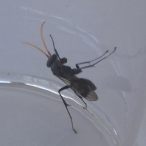 Fabriogenia sp. (genus) at Boro, NSW - suppressed