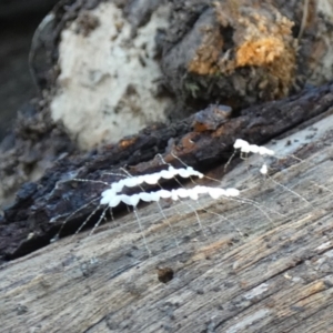 Neuroptera (order) at Boro, NSW - 10 May 2023