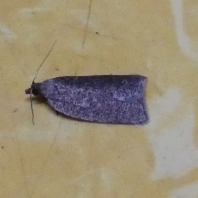 Cryptaspasma sordida (A Tortricid moth) at Boro - 10 May 2023 by Paul4K