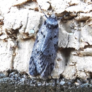 Philobota pedetis at Wanniassa, ACT - 13 May 2023