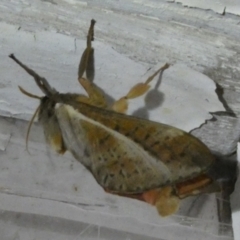 Oxycanus (genus) at Boro, NSW - suppressed