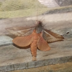 Oxycanus (genus) at Boro, NSW - suppressed