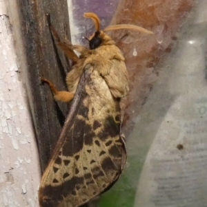 Oxycanus australis at Boro, NSW - 10 May 2023