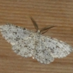 Thallogama pansticta (Flecked Bark Moth) at Boro - 10 May 2023 by Paul4K