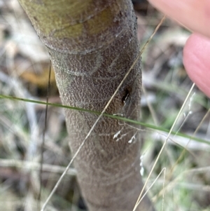 Acacia baileyana at Aranda, ACT - 13 May 2023