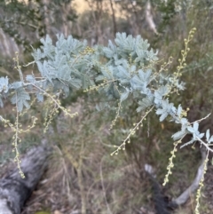 Acacia baileyana at Aranda, ACT - 13 May 2023