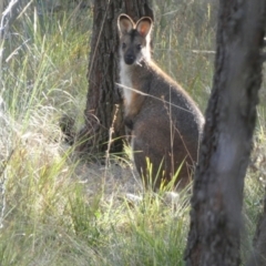 Notamacropus rufogriseus (Red-necked Wallaby) at Boro, NSW - 11 May 2023 by Paul4K