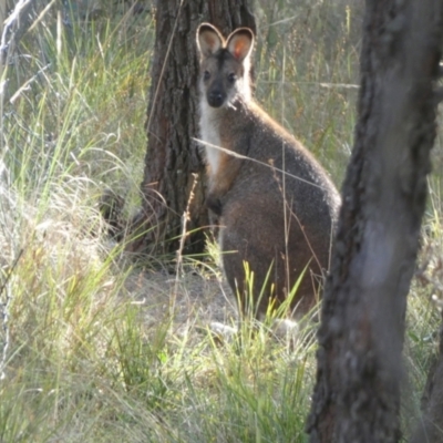 Notamacropus rufogriseus (Red-necked Wallaby) at Boro - 10 May 2023 by Paul4K