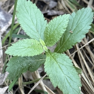 Verbena incompta at Aranda, ACT - 13 May 2023