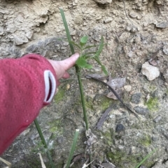 Verbena incompta at Aranda, ACT - 13 May 2023