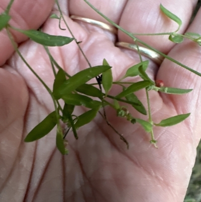 Einadia nutans subsp. nutans (Climbing Saltbush) at Aranda, ACT - 13 May 2023 by lbradley