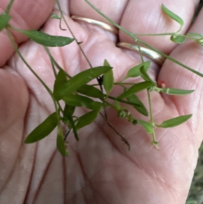 Einadia nutans subsp. nutans (Climbing Saltbush) at Aranda, ACT - 13 May 2023 by lbradley