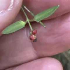 Einadia nutans subsp. nutans at Aranda, ACT - 13 May 2023