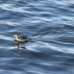 Poliocephalus poliocephalus (Hoary-headed Grebe) at Acton, ACT - 13 May 2023 by LeafBird