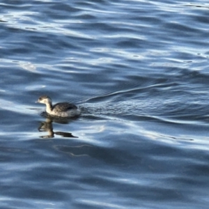 Poliocephalus poliocephalus at Acton, ACT - 13 May 2023