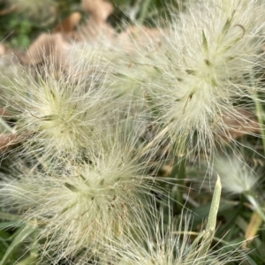 Cenchrus longisetus at Queanbeyan, NSW - 13 May 2023